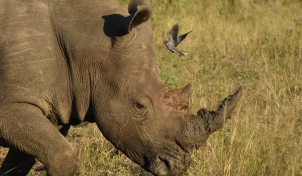 White Rhino digging