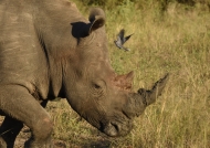 White Rhino digging