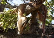 Dead impala kept in the tree