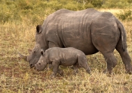 White Rhino f. with baby