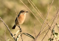 African Stonechat-female
