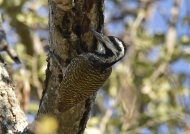 Bearded Woodpecker-female