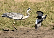 to face a Blacksmith Lapwing