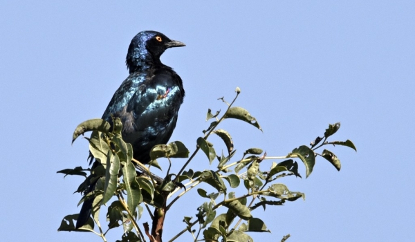 Cape Glossy Starling