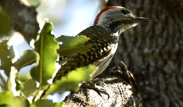 Cardinal Woodpecker – m.