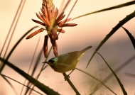 Collared Sunbird – male juvenile