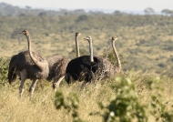 Common Ostriches