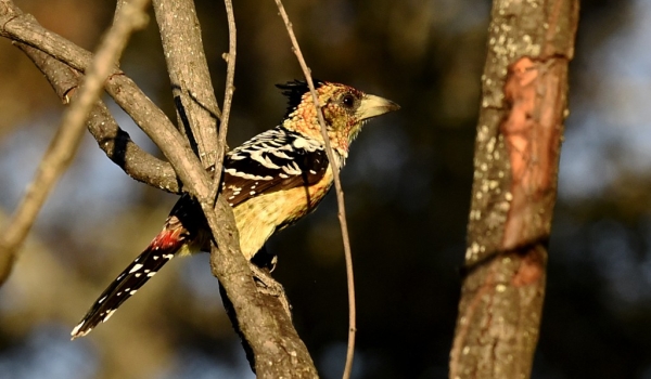 Crested Barbet – male