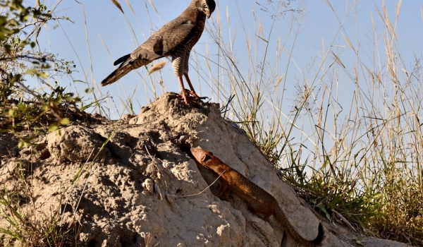 Goshawk facing a mongoose