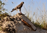 Goshawk facing a mongoose