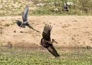 to attack an Hamerkop…