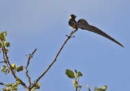 Long-tailed Paradise-whydah