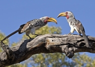 Yellow-billed Hornbills