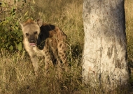 Spotted Hyena which salivates