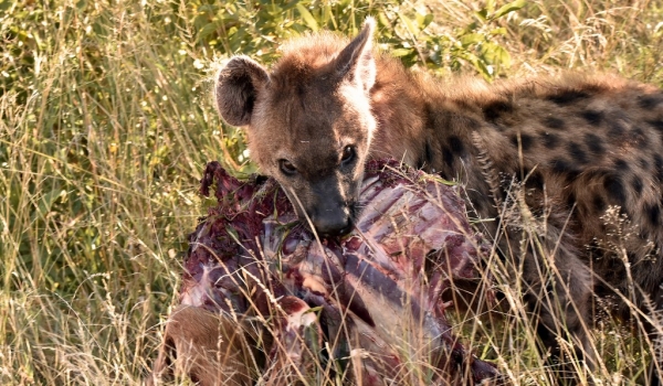 Spotted Hyena rewarded!