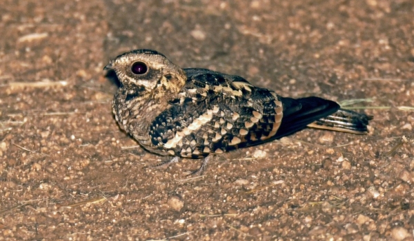 Square-tailed Nightjar
