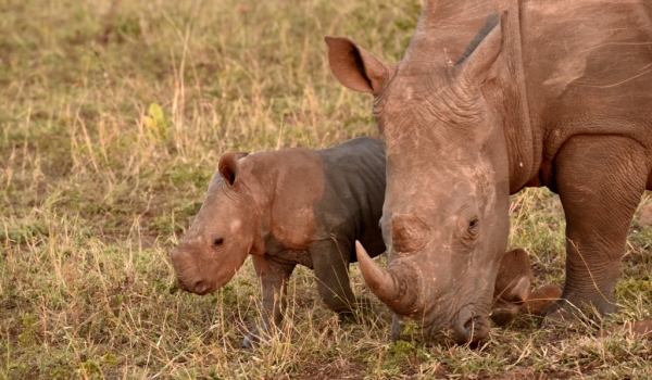 Female Rhino with baby