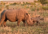 Female Rhino with baby
