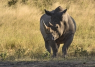 White Rhino – Presentation