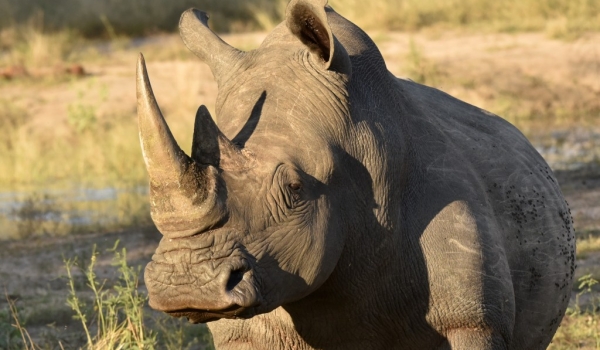 White Rhino – male