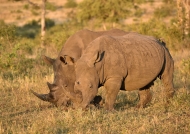 White Rhinos – young males