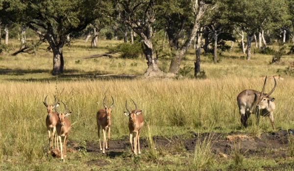 Impalas with a waterbuck