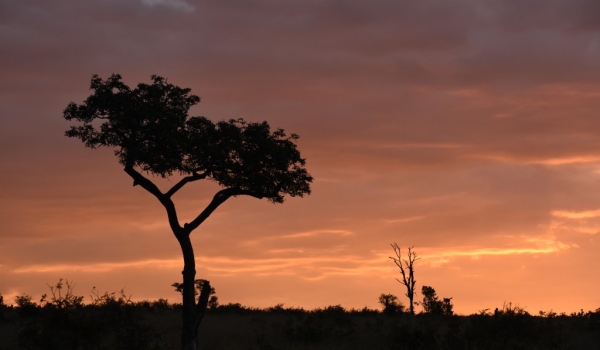 Beautiful African sunset