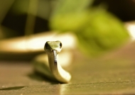 Cute Spotted Bush Snake