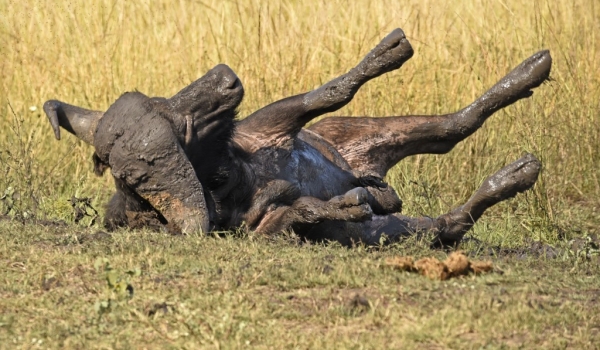African Buffalo enjoying mud