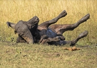 African Buffalo enjoying mud
