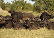 African Buffaloes