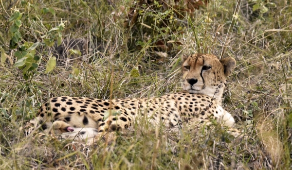 Peaceful Cheetah – male