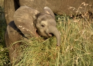 Baby Elephant « laughing »