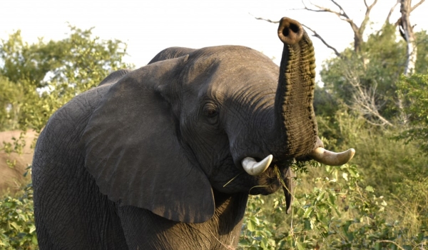 Elephant sniffing our presence