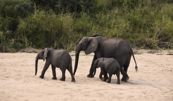 Elephants leaving the river