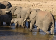 Elephant family in the river