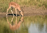 Impala – male