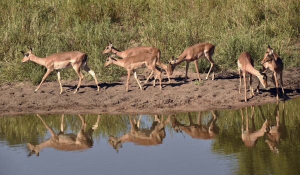 Group of Impala females