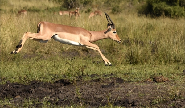 Impala jumping