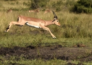 Impala jumping