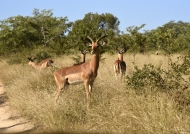Impalas – all males