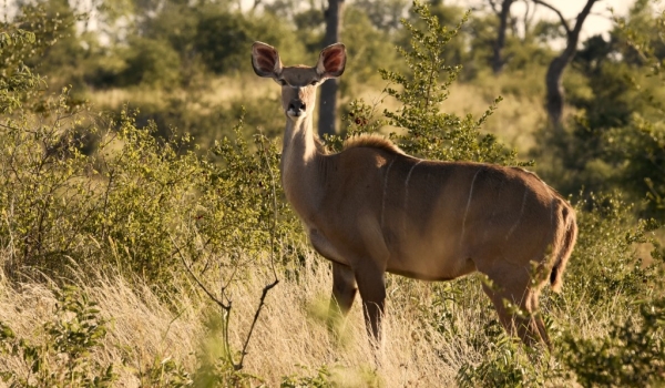 Kudu – female
