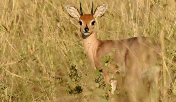 Steenbok – male