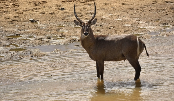 Waterbuck – front of the lodge