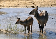 Waterbuck female with young