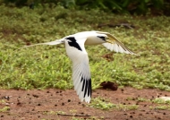 White-tailed Tropicbird