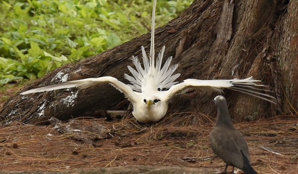 white-tailed tropicbird