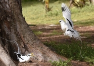 White-tailed Tropicbirds