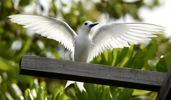 Another Fairy Tern
