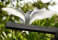 Another Fairy Tern
